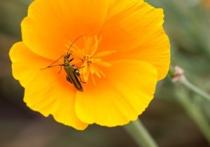 201706_Graines_0175-1024x683-2.jpg