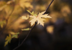 Terra Symbiosis_12_MUUTTAA - NBP.jpg