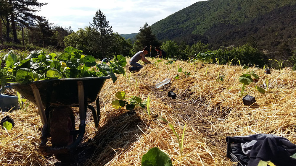 Une Agriculture Vivriere Cooperative Et Ecologique Fondation Terra Symbiosis La Nature Au Cœur Du Developpement Humain Une Agriculture Vivriere Cooperative Et Ecologique Fondation Terra Symbiosis La Nature Au Cœur Du Developpement Humain