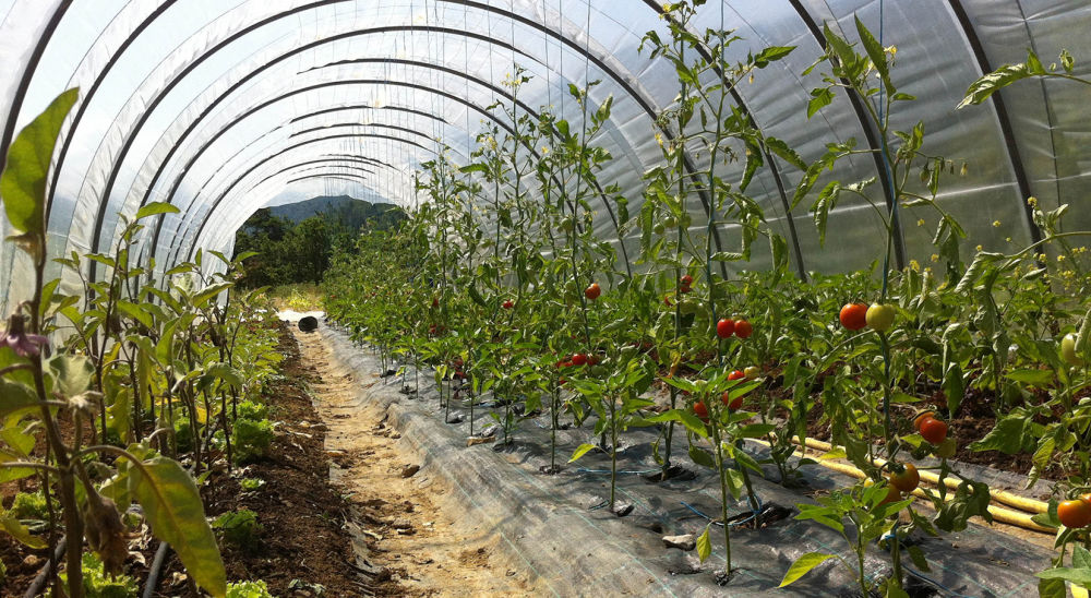 Une Agriculture Vivriere Cooperative Et Ecologique Fondation Terra Symbiosis La Nature Au Cœur Du Developpement Humain Une Agriculture Vivriere Cooperative Et Ecologique Fondation Terra Symbiosis La Nature Au Cœur Du Developpement Humain