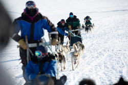 Chiens de traineau.jpg