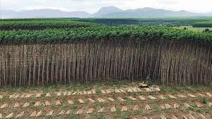 grande-image-plantation.jpeg