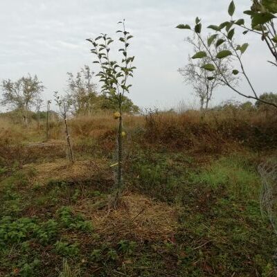 Arbres en agroforesterie
