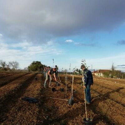 Chantier de plantation