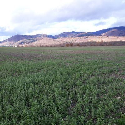 Vieux Thann : des cultures maraîchères sur une petite surface de 3 ha