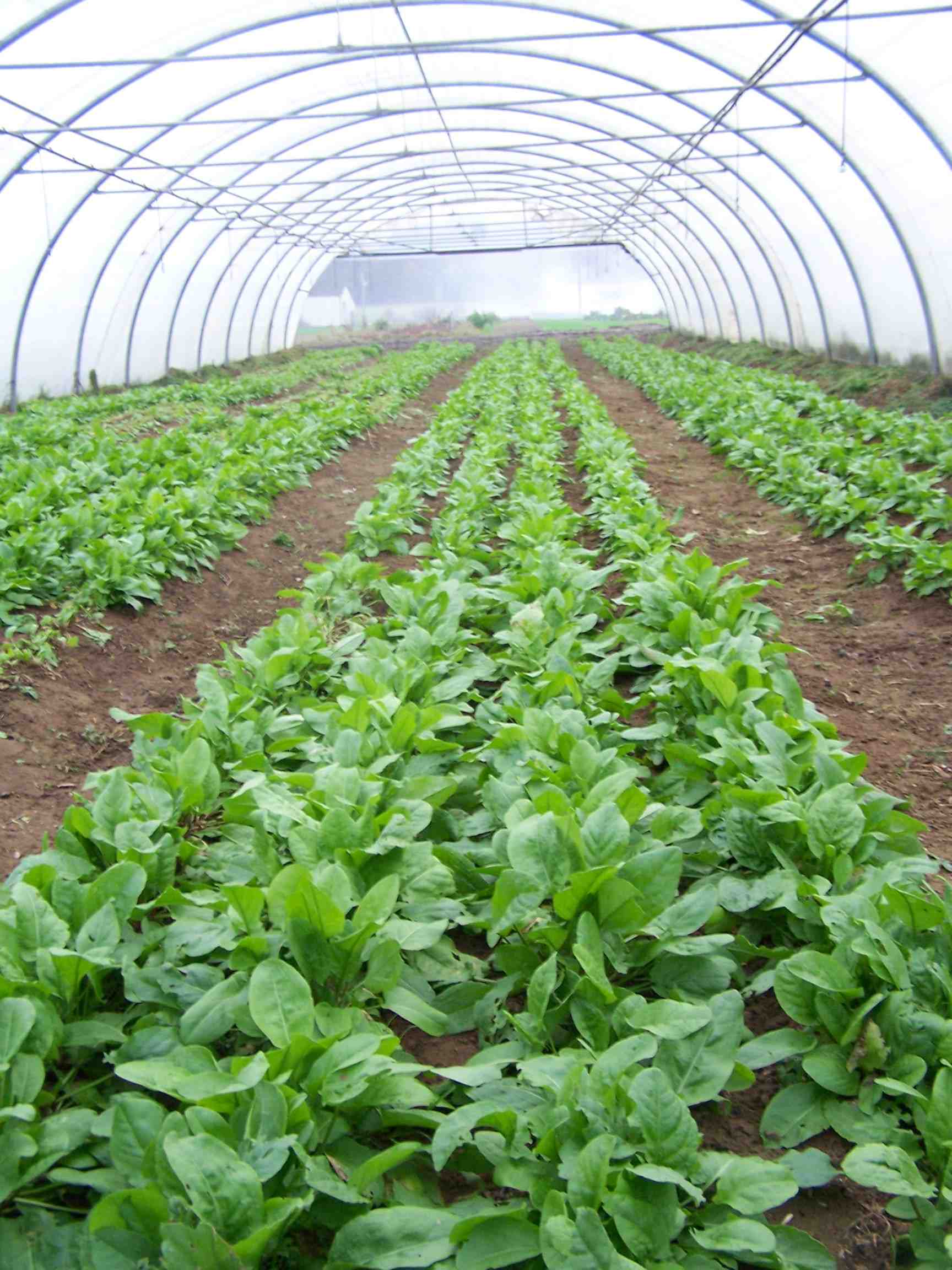 Un guide technique de référence sur le maraîchage en Agriculture ...
